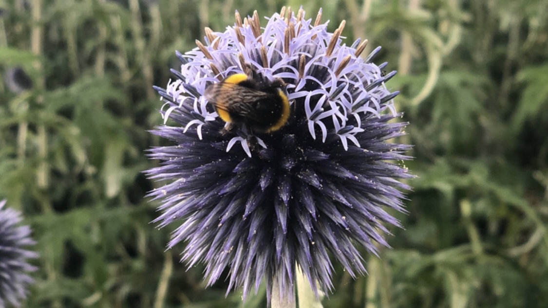 Flowers and Bees 